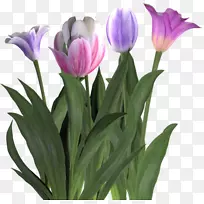 切花郁金香植物-番红花-空若网 切花郁金香植物-番红花-空若网