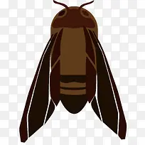 标本知了PNG下载-空若网 标本知了PNG下载-空若网