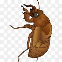 棕褐色蝉蜕矢量素材-空若网 棕褐色蝉蜕矢量素材-空若网