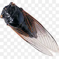 黑色昆虫知了-空若网 黑色昆虫知了-空若网