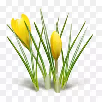 玫瑰花瓣-番红花-空若网 玫瑰花瓣-番红花-空若网