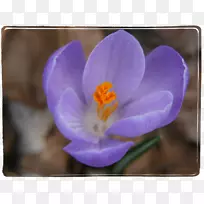 开花植物紫丁香番红花-番红花-空若网 开花植物紫丁香番红花-番红花-空若网