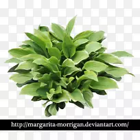 玛格丽塔车前草,百合花,灌木-车前草-空若网 玛格丽塔车前草,百合花,灌木-车前草-空若网