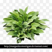 玛格丽塔车前草,百合花,灌木-车前草-空若网 玛格丽塔车前草,百合花,灌木-车前草-空若网