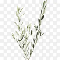 矢量水彩树枝树叶-空若网 矢量水彩树枝树叶-空若网