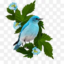 ��֦�ϵ�С��-������