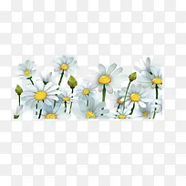 白色小菊花-空若网 白色小菊花-空若网