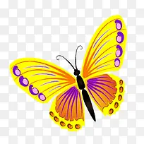 黄色蝴蝶素材-空若网 黄色蝴蝶素材-空若网