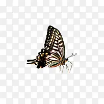 蝴蝶-空若网 蝴蝶-空若网