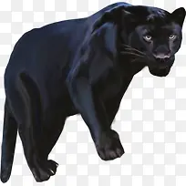 黑色豹子-空若网 黑色豹子-空若网