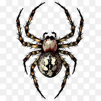 简单花蜘蛛昆虫素材-空若网 简单花蜘蛛昆虫素材-空若网