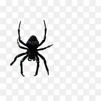 毒蜘蛛-空若网 毒蜘蛛-空若网