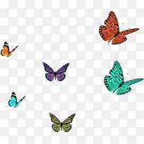 各种彩色蝴蝶-空若网 各种彩色蝴蝶-空若网