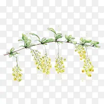 果实花朵-空若网 果实花朵-空若网