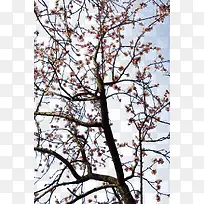 �ӻ���֦-������