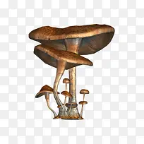 Ģ����״�ز�-������