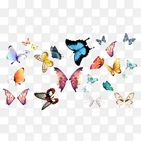 蝴蝶素材-空若网 蝴蝶素材-空若网