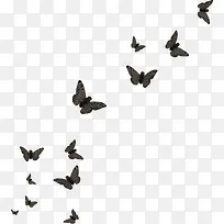 一群蝴蝶-空若网 一群蝴蝶-空若网