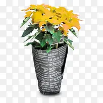 花卉黄色开花植物-空若网 花卉黄色开花植物-空若网