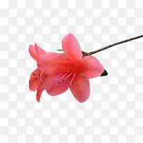 映山红开花-空若网 映山红开花-空若网