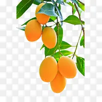 ��Ʒʵ��ˮ��â��-������