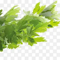 青团材料青色艾草-空若网 青团材料青色艾草-空若网