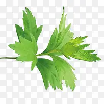 绿色小清新艾草艾叶-空若网 绿色小清新艾草艾叶-空若网