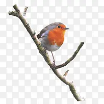 վ����֦��ͨ����С��-������