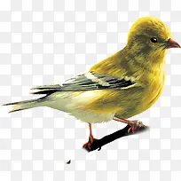 ������Ӱ��ɫ��С������-������