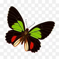 蝴蝶-空若网 蝴蝶-空若网