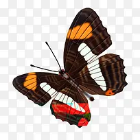 蝴蝶-空若网 蝴蝶-空若网