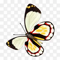 蝴蝶-空若网 蝴蝶-空若网