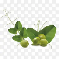 绿色的豆子-空若网 绿色的豆子-空若网