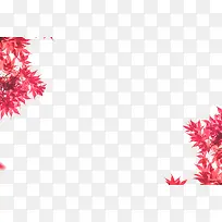 红色枫叶子素材-空若网 红色枫叶子素材-空若网