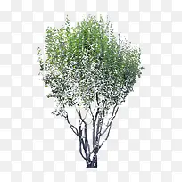 Ö²Îï¾°¹ÛÊ÷-¿ÕÈôÍø Ö²Îï¾°¹ÛÊ÷-¿ÕÈôÍø