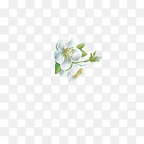 白色小花-空若网 白色小花-空若网