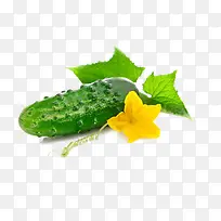 �ۻƹ��߲�Ҷ�ӻ�-������