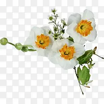 白色花树枝-空若网 白色花树枝-空若网