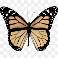 蝴蝶-空若网 蝴蝶-空若网