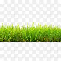动画剪贴画-草-空若网 动画剪贴画-草-空若网