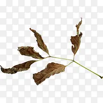 卡通树叶元素树叶图片素材-空若网 卡通树叶元素树叶图片素材-空若网