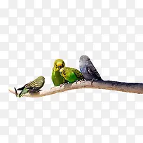 ��֦�ϵ���-������