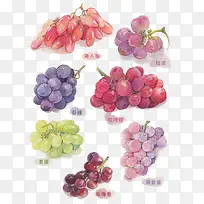 水彩画水果-空若网 水彩画水果-空若网