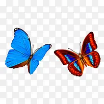 海蓝色蝴蝶-空若网 海蓝色蝴蝶-空若网