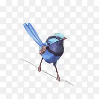 �ֻ���֦�ϵ�С��ȸ-������