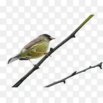 ��֦�ϵ�С��-������