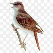 �ֻ���֦�ϵ���ȸ-������