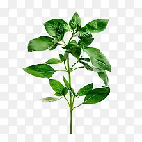 红辣椒树-空若网 红辣椒树-空若网