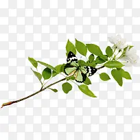 蝴蝶花朵树枝树叶-空若网 蝴蝶花朵树枝树叶-空若网