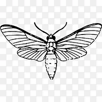 蛾线稿素材-空若网 蛾线稿素材-空若网